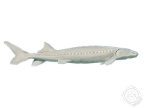 White Sturgeon